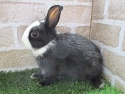ウサギ系その他