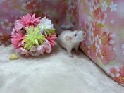ファンシーラット