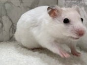 カラーハムスター