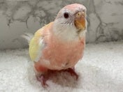 アキクサインコ ヒナ