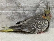 オカメインコ ヒナ (色変わり)