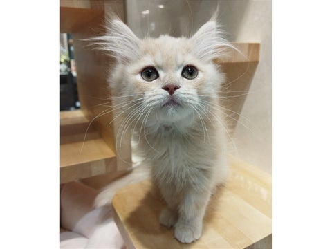 【2025/4/19撮影】抱っこが好きで甘えることが上手な性格です💖