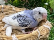 セキセイインコ ヒナ