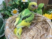 セキセイインコ ヒナ