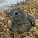 ワキコガネイロウロコインコ ヒナ