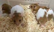 ゴールデンハムスター