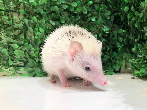 くんくん…