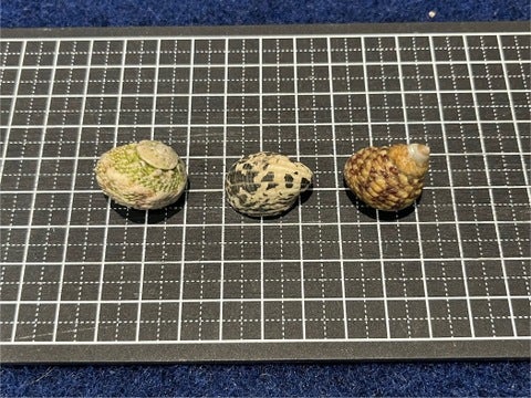 約2～3㎝くらいです！