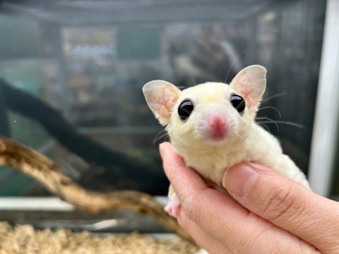 手に乗せてくれるとってもかわい子ちゃん♡りんごとマシュマロが大好き♡