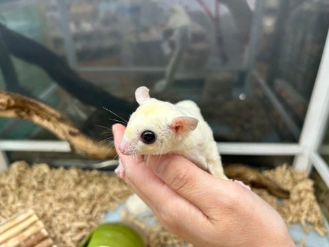 後ろ姿はこのような感じです🌸是非、触ってみてください♪