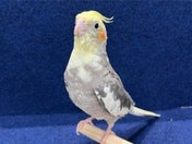オカメインコ ヒナ (色変わり)