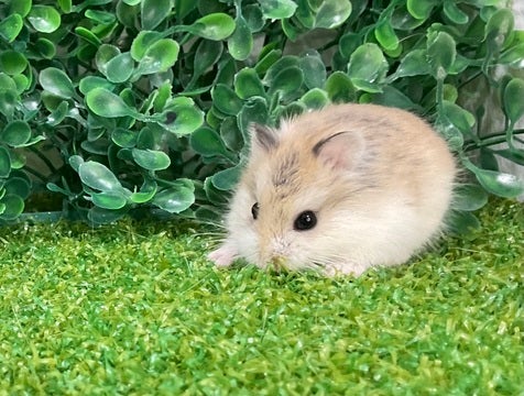 くんくん