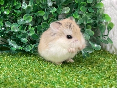 クシクシ
