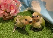 コザクラインコ ヒナ (ノーマル)