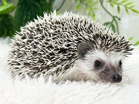 まだ小さいハリネズミさんです🤗