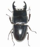 外国産クワガタ