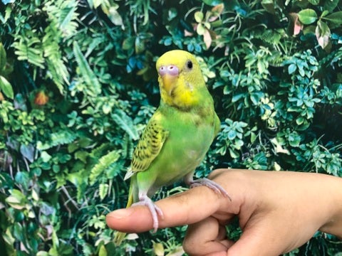 【4月20日撮影】