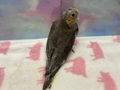 オカメインコ ヒナ