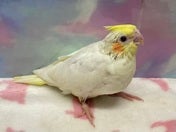 オカメインコ ヒナ (シロ)