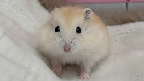 お手手が可愛すぎる🥺