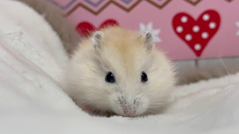 お団子ハムちゃん♡