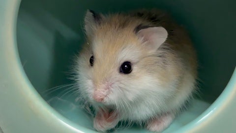 小さすぎてお家が大きく見える、！