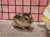 ジャンガリアンハムスター