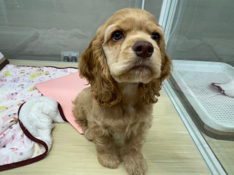 2025/04/21撮影　そんなウルウルな目で見つめないで🥺