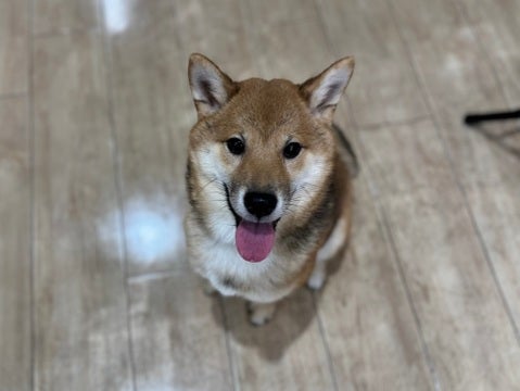 お座り完璧に出来るようになったよ🌟（2025.4/21撮影📸）