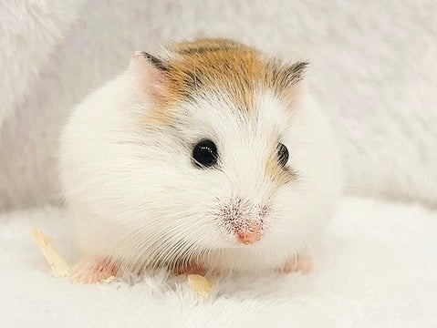4月21日撮影💕