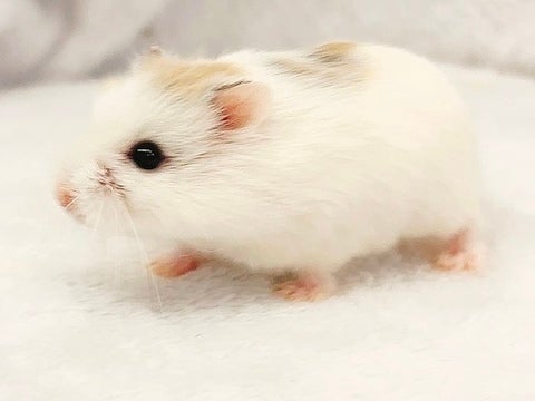 珍しいイザベルちゃんです✨