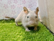 デグー (色変わり)