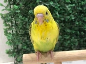 お口いっぱいにご飯つけてます😆4/21