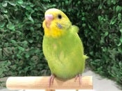 おめめきゅるきゅる❤️