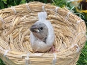 ブンチョウ ヒナ (シルバー)