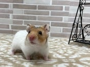 ゴールデンハムスター