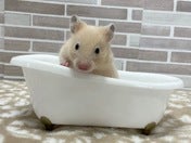 キンクマハムスター