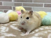 イエロージャンガリアンハムスター