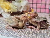 ブンチョウ ヒナ (シナモン)