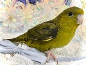 サザナミインコ ヒナ