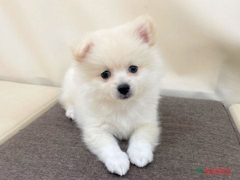 2025/04/21撮影　片耳が立ってきました( *´艸｀)