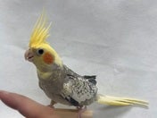 オカメインコ ヒナ (色変わり)