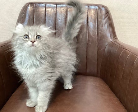 2025/4/22更新　おてんばで人が大好き💓