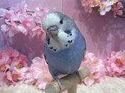 コミュニケーションバード