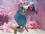 コミュニケーションバード