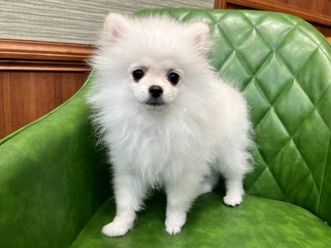 【2025/04/22撮影】お店で待ってるよ💕