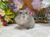 サファイアブルーハムスター