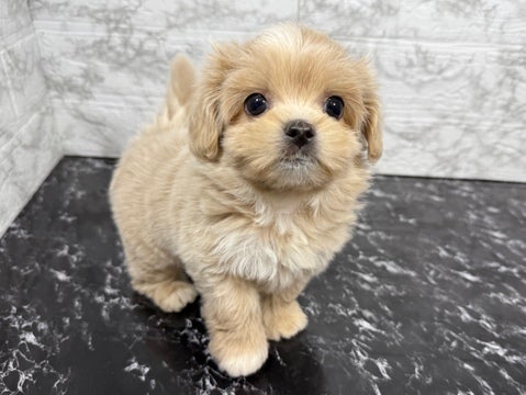 4/22撮影♬　会いに来てね🐾