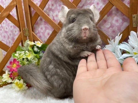 もっふもふの体に透き通った綺麗なおめめをしています🫧🤍