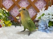 コザクラインコ ヒナ (色変わり)